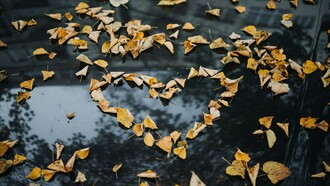 Folhas secas desenham um coração. O amor é um tema central na psicanálise, explorado profundamente pelos pioneiros desta disciplina, como Sigmund Freud, Carl Jung e Jacques Lacan. Este sentimento complexo é visto não apenas como uma emoção ou estado de ser, mas como um fenômeno que envolve processos inconscientes e dinâmicas intrapsíquicas. Para a psicanálise, o amor pode ser entendido através de diversas lentes teóricas, cada uma oferecendo uma perspectiva única sobre suas origens, manifestações e implicações