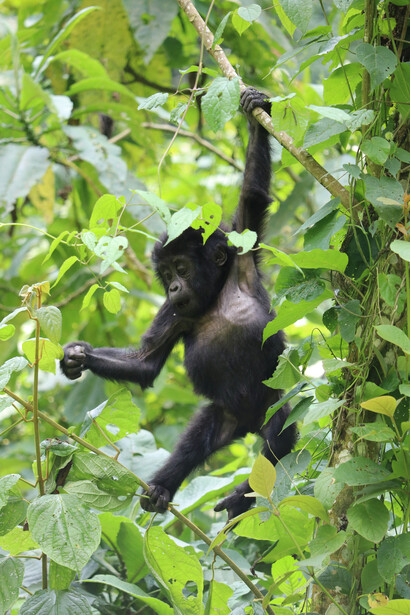 Un giovane Bonobo dondola tra gli alberi mostrando la sua agilità 