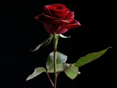 A rose, one of the symbols of the Greek god Eros, son of Aphrodite. The red color expresses passion and desire