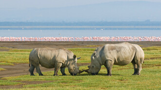 Rhinos roaming around Lake Nakuru, Africa
