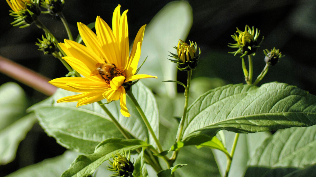 Topinambur in fiore