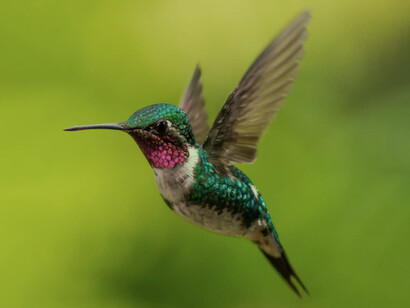 Colibrí en vuelo