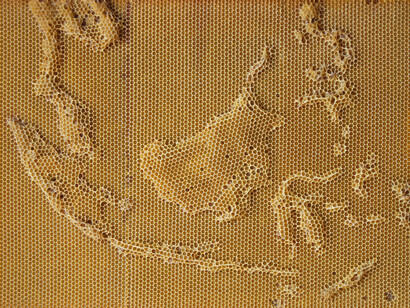 Ren Ri, Yuansu Series I #19 Indo-Malay Islands, 2009-10, Natural beeswax, wood, wire, 73 x 57 x 5 cm