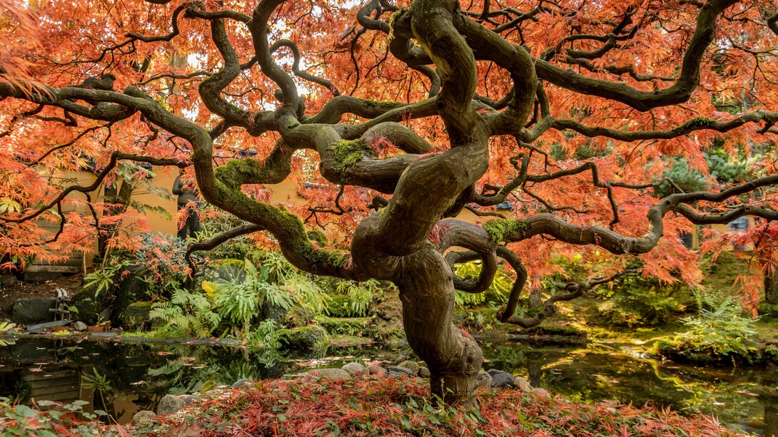 La comicità è come un albero dove ogni ramo, pur essendo diverso dagli altri (l'ironia, la satira, la goliardia, il sarcasmo, la parodia, ecc.) alla fine regala i suoi bellissimi frutti, cioè la risata
