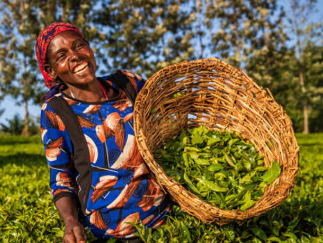 Women in East Africa carefully plucking tea leaves on a plantation dedicated to sustainable farming practices