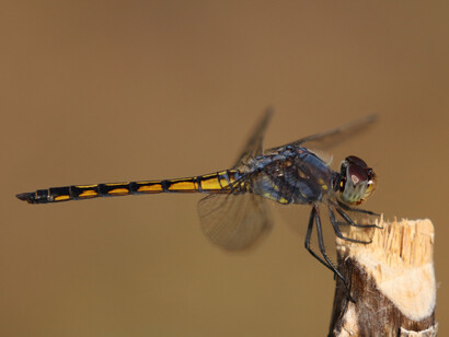 Blue Pursuer male at Backwaters Lodge  © Gehan de Silva Wijeyeratne