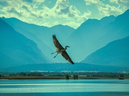 Garça nas montanhas e lago