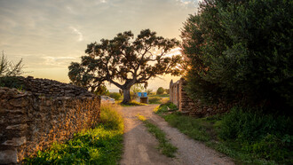 Un sendero hacia un paisaje bucólico en Vilafamés, España