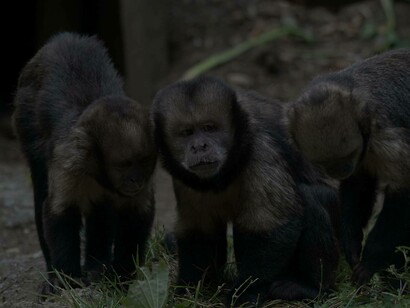 a Troop of monkeys preparing to go hunting for food