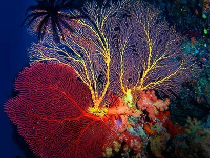 Ventaglio gigante (Annella mollis), Beqa Island, Fiji