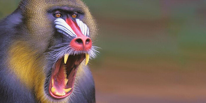Monkeys. Courtesy of Royal Belgian Institute of Natural Sciences