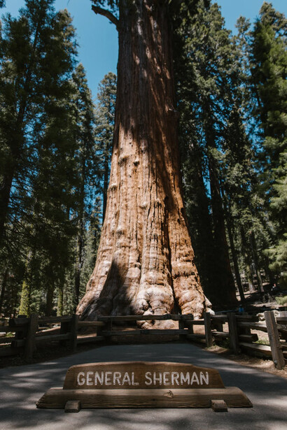 Sequoia National Park, California, Stati Uniti