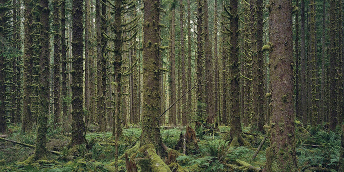 The Onrush of Scenery. Courtesy of Sikkema Jenkins & Co.