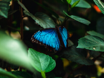 Mariposa azul