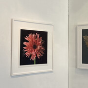 Various artists, Natural beauty, exhibition view. Courtesy of Elisa Contemporary Art