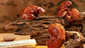 Ling zhi mushrooms alongside a Chinese scroll