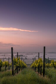 Vigneto, Umbria, Italia. Il vino era quello del contadino, genuino, prodotto in modo artigianale, ancestrale, prendendo quello che la stagione dava