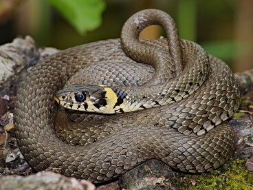 La biscia dal collare, biscia d'acqua o natrice dal collare (Natrix natrix) è un serpente acquatico non velenoso per l'uomo della superfamiglia Colubroidea, famiglia Natricidae a distribuzione euroasiatica