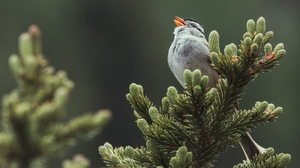 Gray and white bird on green tree