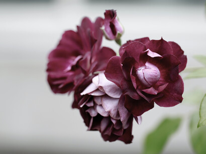 Deep purple damask roses growing in clusters
