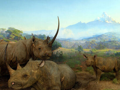 Akeley Hall of African Mammals. Courtesy of American Museum of Natural History
