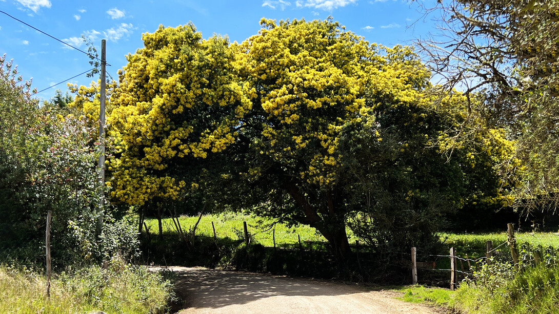 Sendero rural que dirige hacia una curva que cubre un frondoso árbol en el pueblo de Sueca, Colombia (Foto: Ana María Nieto)