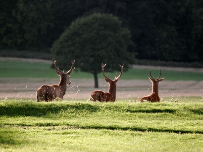 Richmond Park, Londres. Grupo de ciervos en el parque