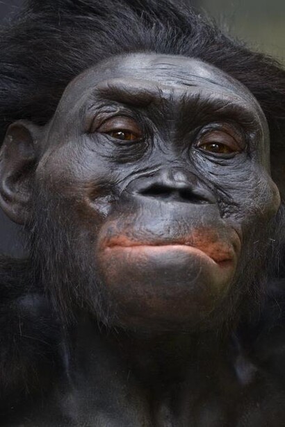 Meet the family, exhibition view. Courtesy of Moesgaard Museum