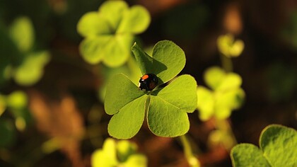 Quadrifoglio portafortuna. Superstizioni e simbolismo: alla ricerca del significato profondo di gesti e riti tradizionali