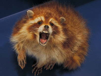 Mammal Gallery. Courtesy of Canadian Museum of Nature