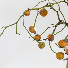 Lucía Prancha, Perseguindo o invisível, 2015. Foto: Bruno Lopes