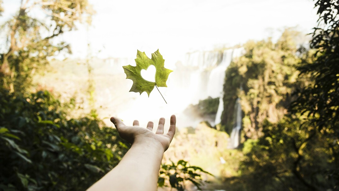 A beam of sunlight pierces through the dense foliage, illuminating a patch of moss-covered ground