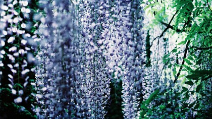 Il glicine simboleggia l'amicizia duratura, la tenerezza e la gratitudine. La sua caduta elegante di grappoli fioriti evoca un sentimento di bellezza e delicatezza