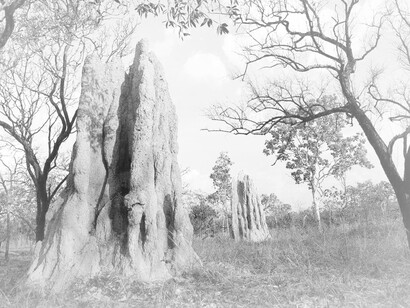 Two large termite mounds are developed by the termites in Litchfield National Park, Northern Territory, Australia