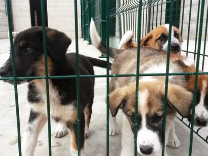 Perros en una perrera