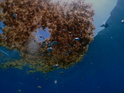Conjunto de algas Sargassum
