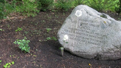 Geschwister-Scholl-Gedenkstein a Ruhland: una rosa bianca piantata il 9 maggio 2021 in occasione del 100° compleanno di Sophie Scholl, ancora non in fiore. Davanti alla pietra commemorativa, una rosa fiorita 