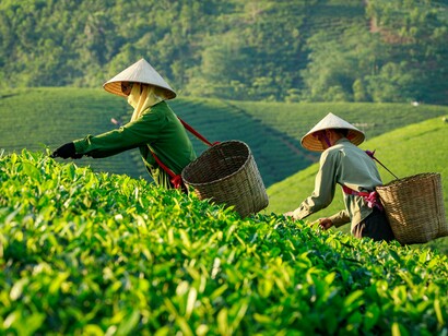 Tea farmers harvesting in the lush fields of Phú Thọ, Vietnam