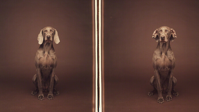 William Wegman. Courtesy of Sperone Westwater