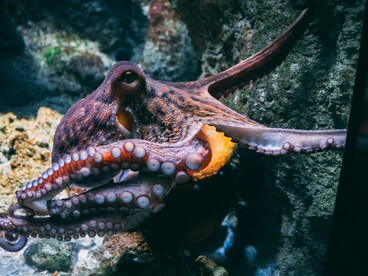 Chaque tentacule agit avec souplesse, tout en participant à une intelligence commune