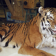 Tadas Ivanauskas Zoological Museum