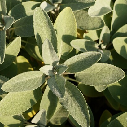 La salvia per uso esterno è un eccellente topico, apprezzabile nelle storte