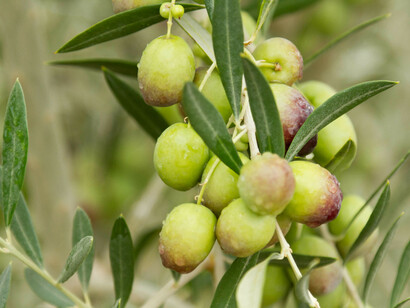 Aceitunas en la rama del olivo