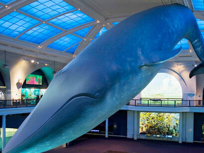 Milstein Hall of Ocean Life. Courtesy of American Museum of Natural History