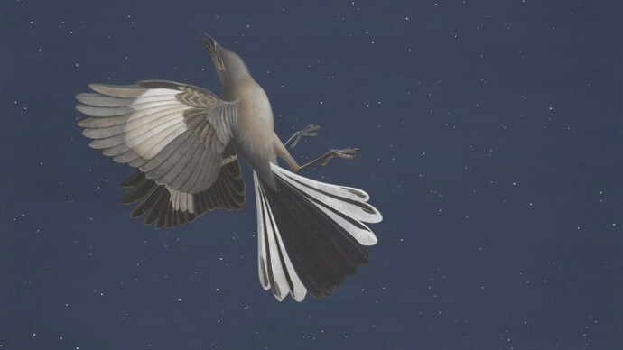 Mockingbird
Scott Gentling (1942–2011) Stuart Gentling (1942–2006)
