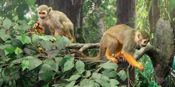 Monkeys. Courtesy of Royal Belgian Institute of Natural Sciences