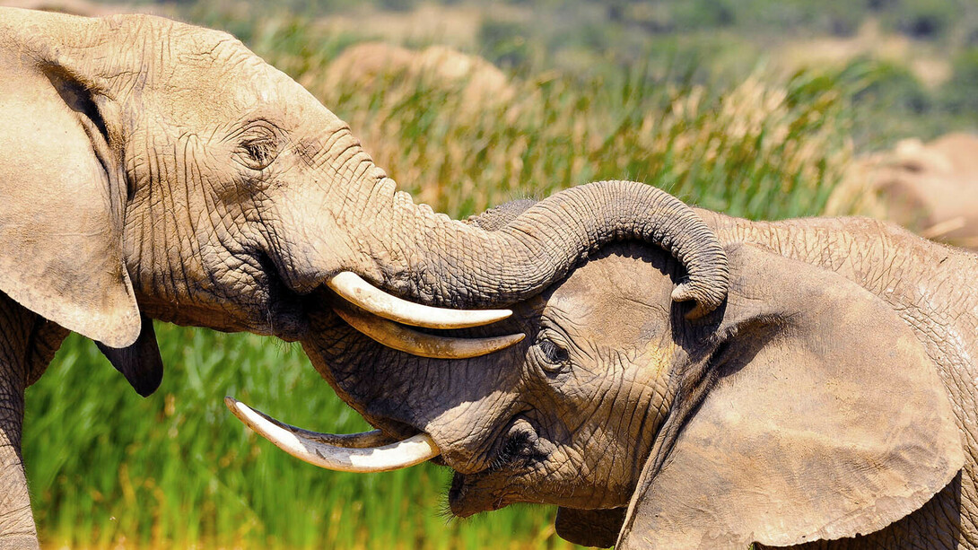 Salvare gli elefanti vuol dire mantenere i loro ecosistemi