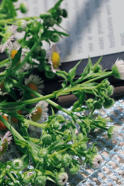 Livro digital sobre os benefícios de perdoar