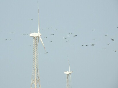 Grous-demoiselle (*Grus virgo*) compartilham a paisagem com turbinas eólicas em Porbandar, no estado indiano de Gujarat. A cena aproxima duas dimensões centrais da transição energética: a geração de energia renovável e a necessidade de preservar a fauna