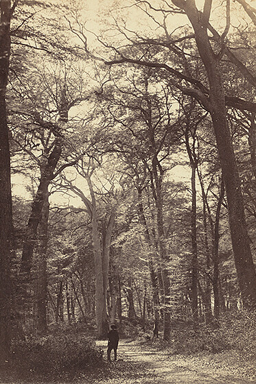Constant Alexandre Famin, Forest Scene, c. 1865, albumen print, National Gallery of Art, Washington, Robert B. Menschel Fund